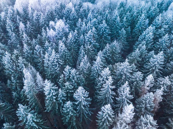 Winter forest met frosty bomen, luchtfoto. Litouwen — Stockfoto
