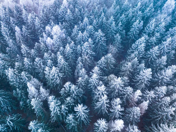 Winter forest met frosty bomen, luchtfoto. Litouwen — Stockfoto