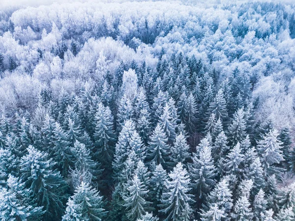 Vinter-skog med frostiga träd, Flygfoto. Litauen — Stockfoto