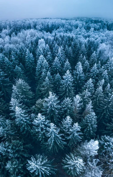 Bakgrundsstruktur av en fryst skog på vintern, antenn skott — Stockfoto