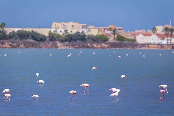 Flamingi, chodzenie w salt lake, Hiszpania — Zdjęcie stockowe