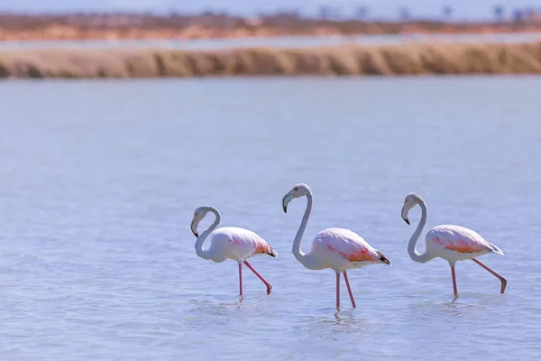Flamingos walking in the salt lake, Spain — Stock Photo, Image