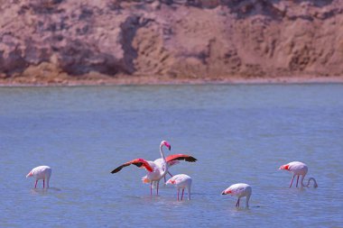 Tuz Gölü, İspanya yürüyüş flamingolar