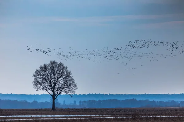 Stare dębowe drzewo z latającą grupą ptaków, Litwa Europa — Zdjęcie stockowe