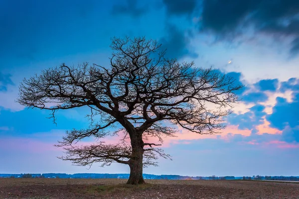 Viejo roble a la luz de la tarde, Lituania Europa — Foto de Stock