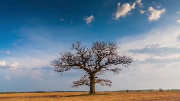 Bir akciğer gibi görünüyor mükemmel bir ağacın Timelapse video — Stok video