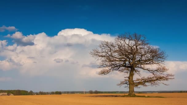 Timelapse vidéo d'un chêne et cumulonimbus nuages — Video