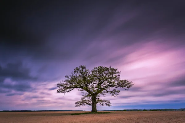 Alte Eiche im Abendlicht, Litauen europa — Stockfoto