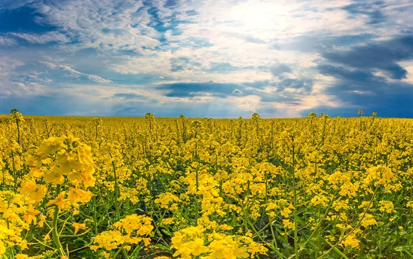 美丽的黄油菜田的广阔景观 — 图库照片