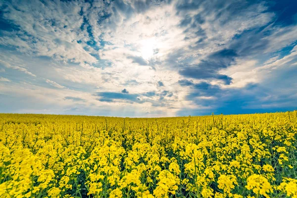 Schöne weite Landschaft des gelben Rapsfeldes — Stockfoto