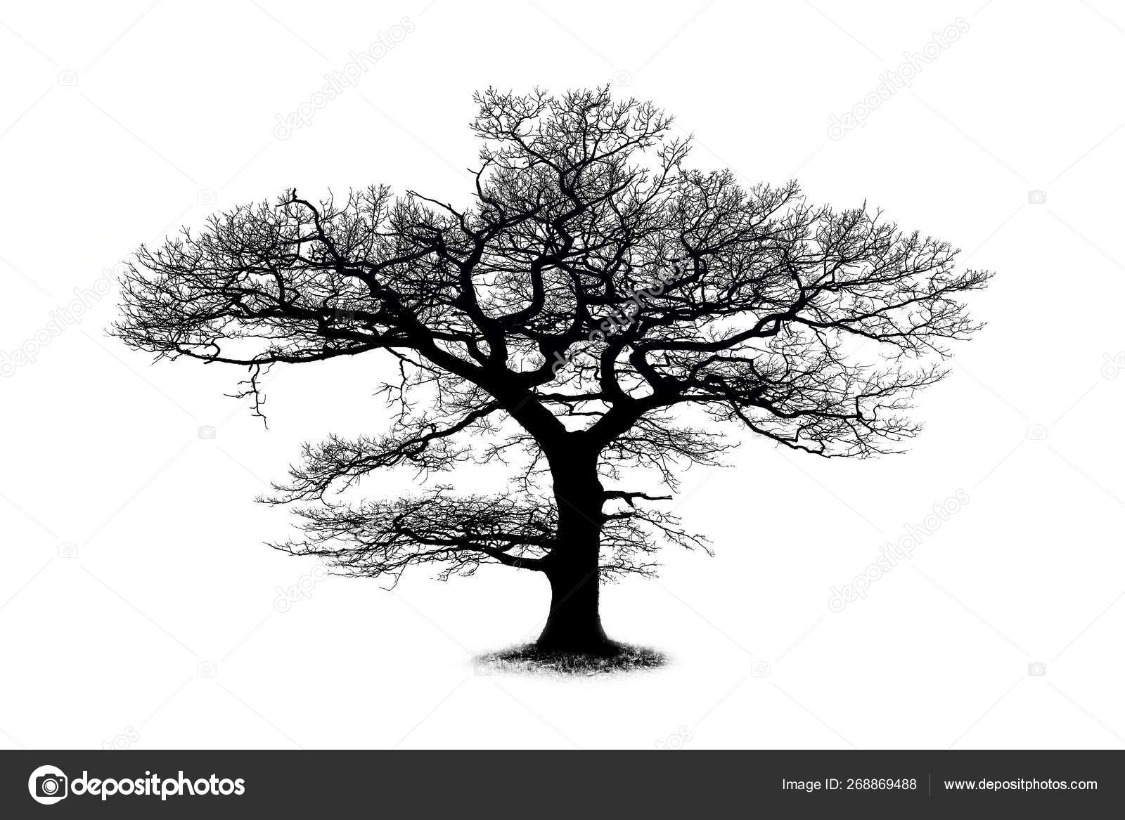Oak Tree Silhouette Isolated On White Background Stock Photo Image By C Ljphoto7 Gmail Com Oak Tree Silhouette Isolated On White Background Stock Photo Image By C Ljphoto7 Gmail Com