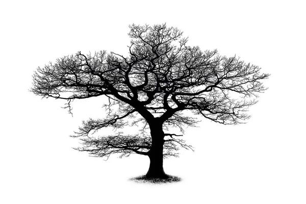 Oak tree silhouette isolated on white background — Stock Photo, Image