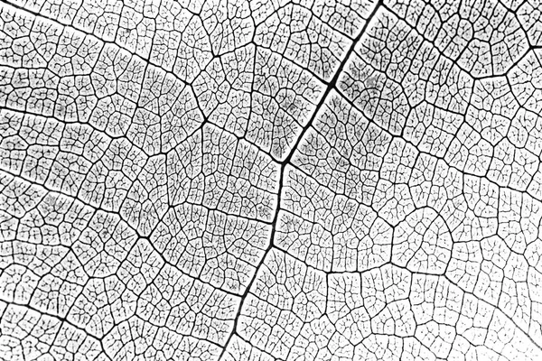 Безшовний візерунок текстури листя в чорно-білому кольорі — стокове фото