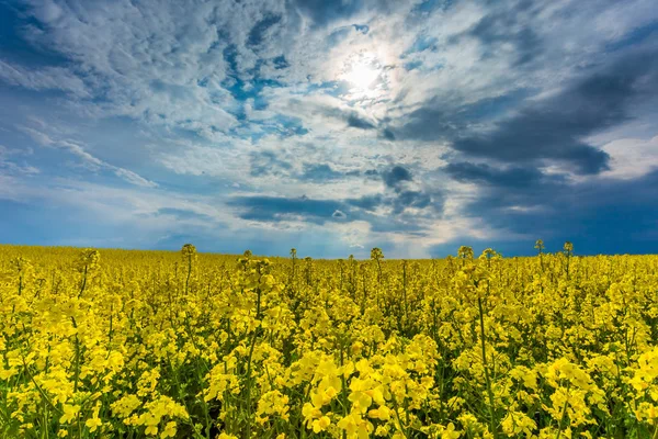 Schöne weite Landschaft des gelben Rapsfeldes — Stockfoto
