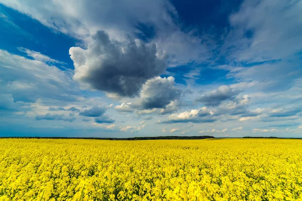 Schöne weite Landschaft des gelben Rapsfeldes — Stockfoto