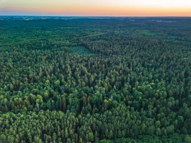 Yaz sıcacık güneş ışığı orman hava manzarası