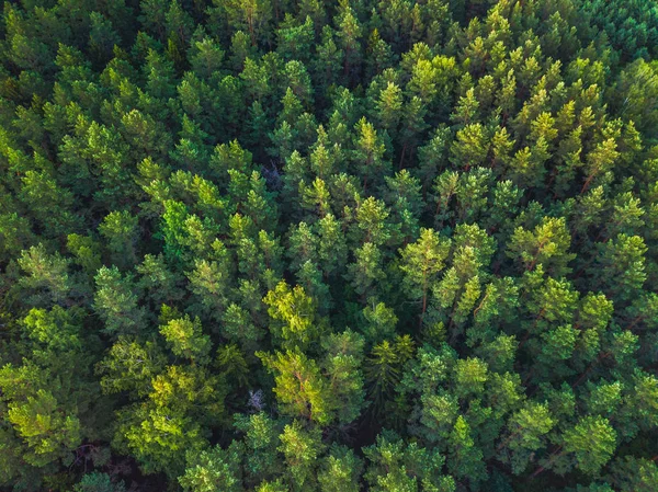 Zomer warme zon licht bos uitzicht vanuit de lucht — Stockfoto