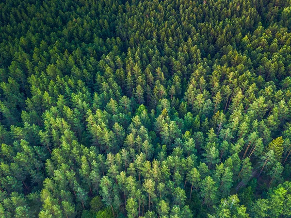 Zomer warme zon licht bos uitzicht vanuit de lucht — Stockfoto