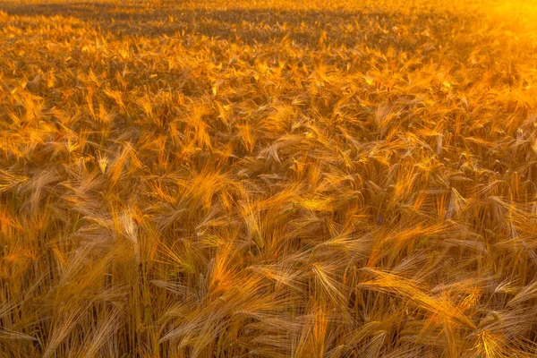 Campo de trigo seco, condiciones de sequía con calor — Foto de Stock