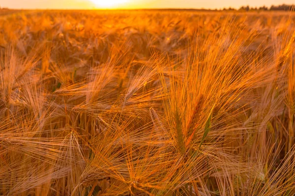 Dry wheat field, drought condintions with heat — Stock Photo, Image