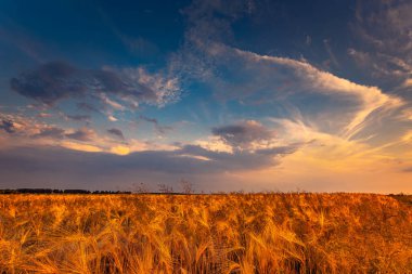 Dramatik gökyüzü ile kuru buğday tarlası, ısı ile kuraklık condintions