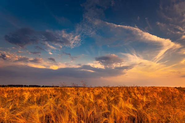 Trockenes Weizenfeld mit dramatischem Himmel, Trockenheit mit Hitze — Stockfoto