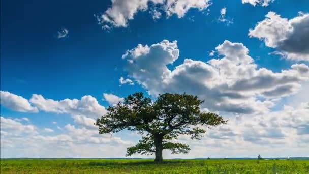 Timelapse video of an oak tree and cumulus clouds moving across the sky — Stock Video