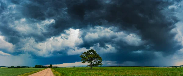 Panorama of Dark thunderstorm clouds over the oak tree — Stock Photo, Image