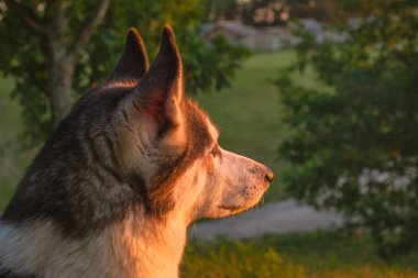 Gün batımı gökyüzüne bakan Husky köpek