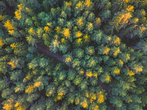 Hermosa foto panorámica sobre la parte superior del bosque de pinos. Vista aérea. Desde arriba. Imagen tomada usando el dron. Vista superior —  Fotos de Stock