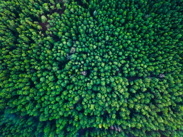 Tle zielonych drzew na Litwie, w Europie — Zdjęcie stockowe