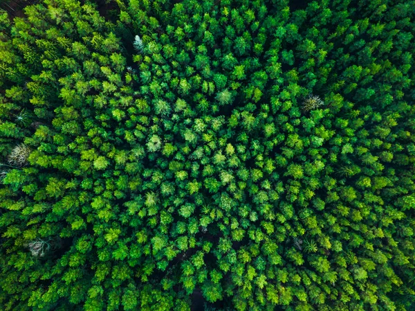 Achtergrond van de groene bomen in Litouwen, Europa — Stockfoto