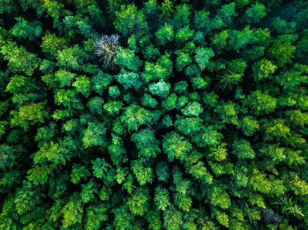 Fondo de árboles verdes en Lituania, Europa —  Fotos de Stock