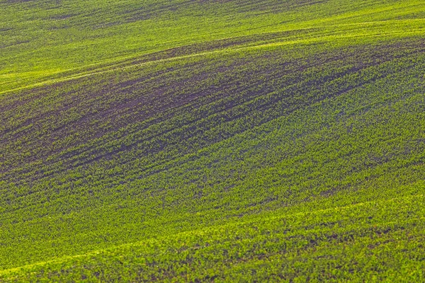 Colinas de campos de trigo verde. Fada incrível paisagem minimalista com ondas colinas, colinas ondulantes. Fundo abstrato da natureza. Lituânia — Fotografia de Stock