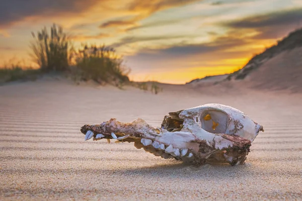 Animal skull on the sand, extinction concept