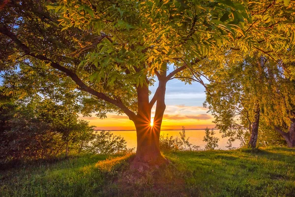 Schönes warmes Sonnenuntergangslicht, das hinter dem Baum leuchtet — Stockfoto