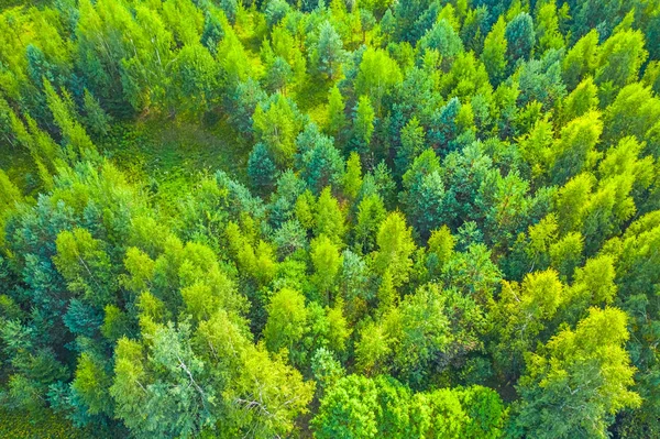 Top uitzicht van verse groene kleur bos — Stockfoto
