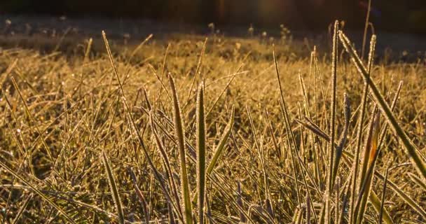 Zeitraffer des Frosts auf Gras, das in der Morgensonne schmilzt — Stockvideo