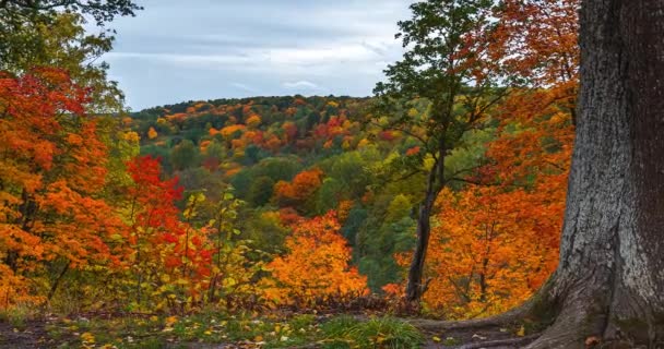 4K Timelapse of the autumn landscape. Colorful foliage in the fall park. — Stock Video