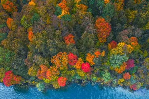 Letecký pohled na barevný vrchol lesa na podzim — Stock fotografie