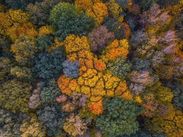 Vista aérea del Drone de la tapa colorida del bosque en otoño —  Fotos de Stock
