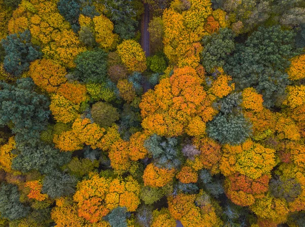 秋天，空中无人机俯瞰着五彩斑斓的森林顶部 — 图库照片