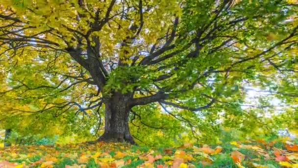 4K Timelapse осіннього пейзажу з дубовим деревом. Барвисте листя в осінньому парку . — стокове відео