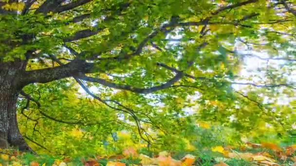 4k Timelapse van het herfstlandschap met eikenboom. Kleurrijk gebladerte in het herfstpark. — Stockvideo