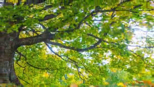4K Timelapse du paysage automnal avec chêne. Feuillage coloré dans le parc d'automne . — Video