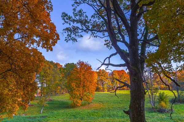 가을에는 다채 로운 노란색 숲 — 스톡 사진