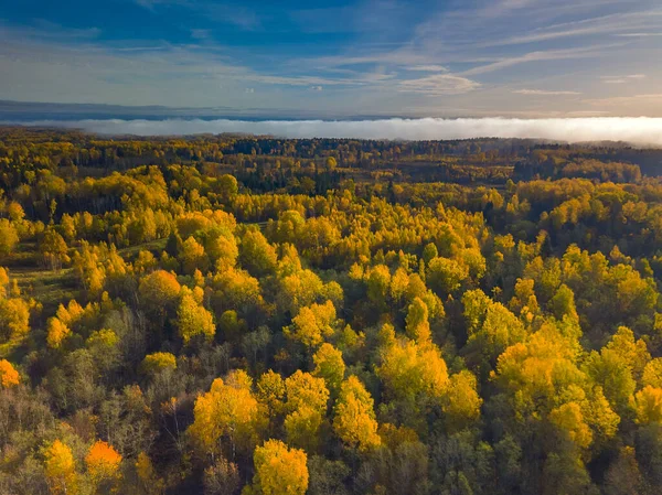 Flygdrönare syn på gul topp av skogen på hösten — Stockfoto