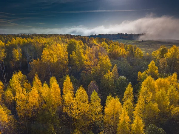 Flygdrönare syn på gul topp av skogen på hösten — Stockfoto