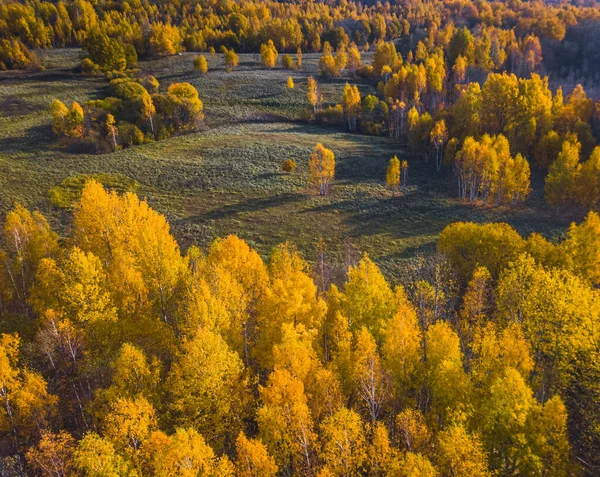 Vista aérea de Drone de la parte superior amarilla de los bosques en otoño —  Fotos de Stock