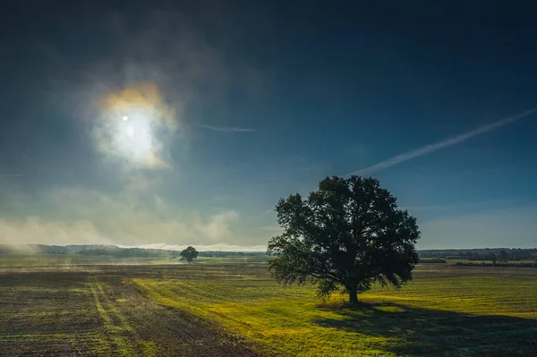 Seul arbre sur la prairie au coucher du soleil avec soleil et brume — Photo
